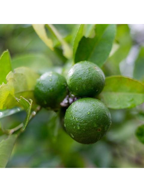 BANDERAS POWER OF SEDUCTION 200 ML EDT SPRAY - Image 4