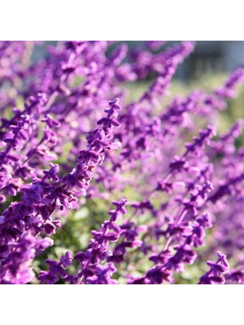 BANDERAS POWER OF SEDUCTION 200 ML EDT SPRAY - Image 5