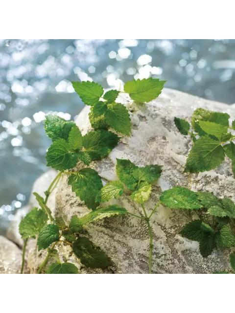 PERFUME LIGHT BLUE POUR HOMME EDT DE DOLCE & GABBANA 200 ML - Image 4