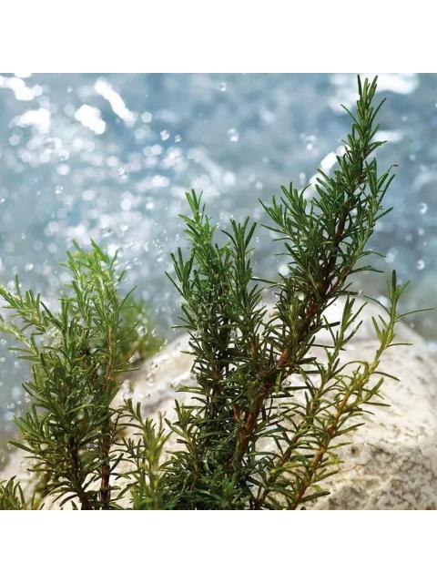 PERFUME LIGHT BLUE POUR HOMME EDT DE DOLCE & GABBANA 200 ML - Image 5