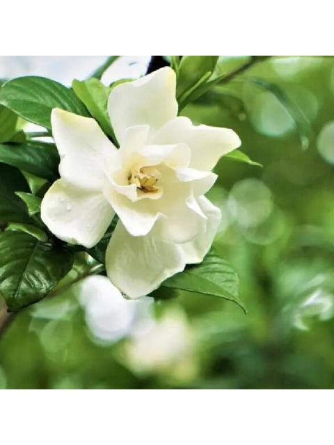 CHARLIE RED 100 ML EAU DE TOILETTE SPRAY DE REVLON - Image 7