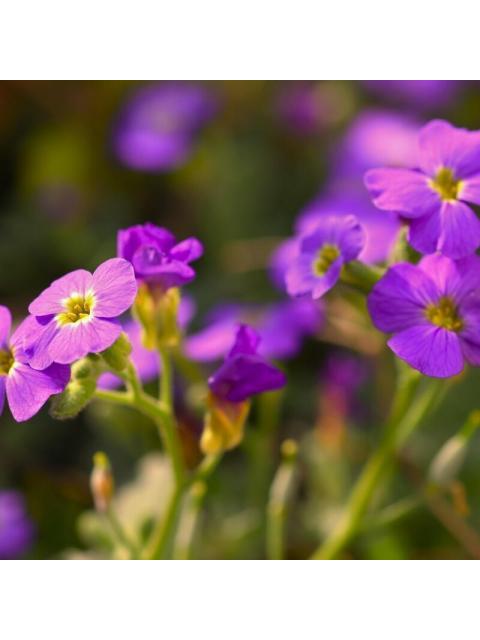 CHARLIE RED 100 ML EAU DE TOILETTE SPRAY DE REVLON - Image 9