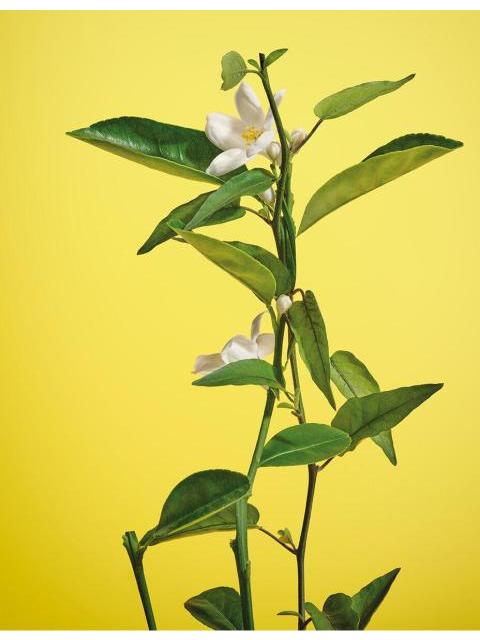 perfume_mujer_neroli_adolfo_dominguez_120_ml_2_178751